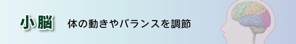 小脳タイトル