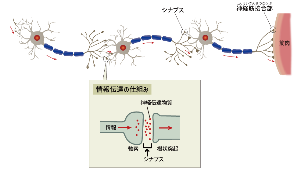 小脳hp18