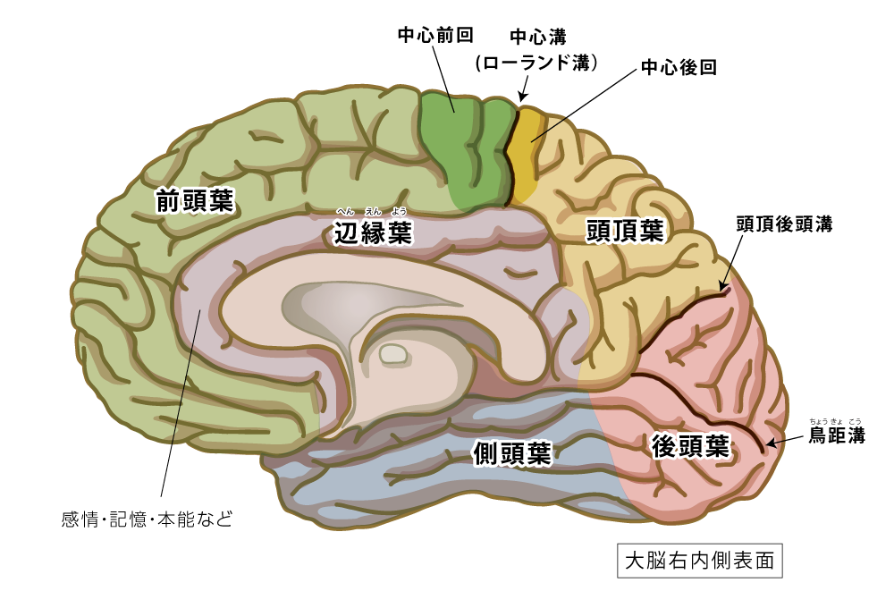 後頭葉hp17