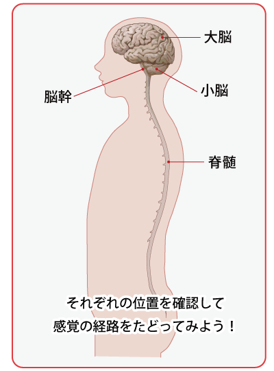 中心後回hp18