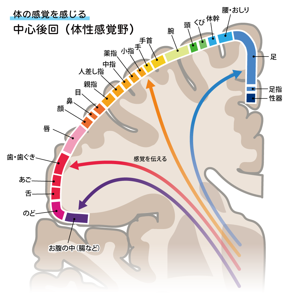 中心後回hp22